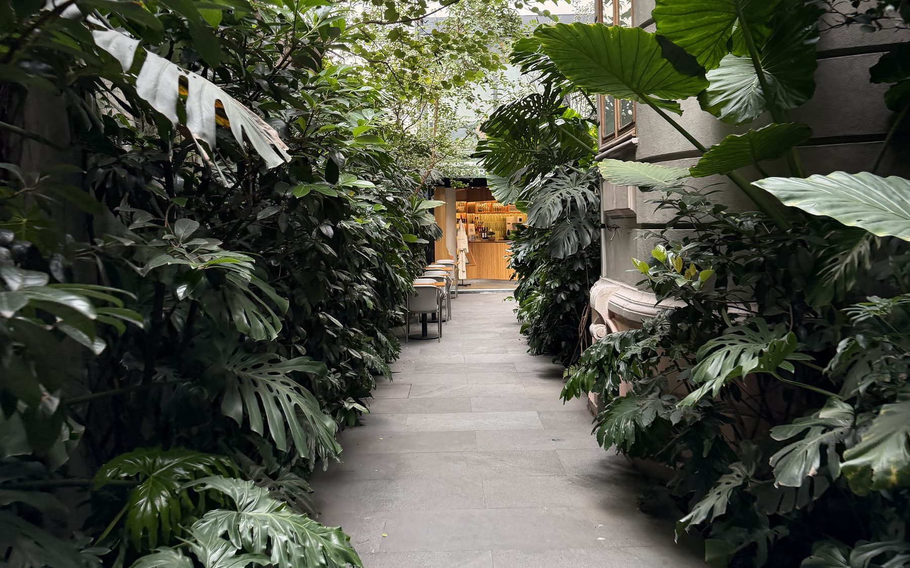 Courtyard greenery, Mexico City