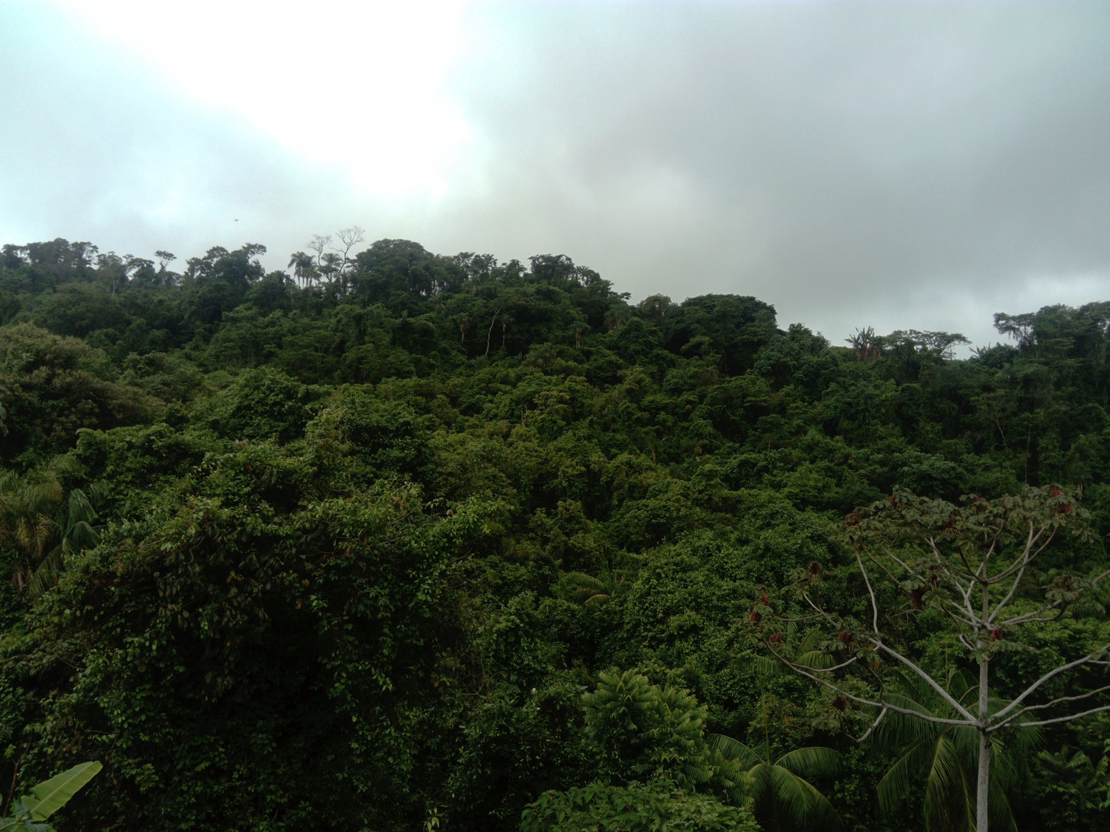 Atlantic Forest in southern Minas Gerais, Brazil